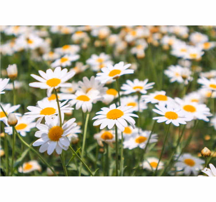 Bloemen foto behang margrieten stralend in bloei - TenStickers