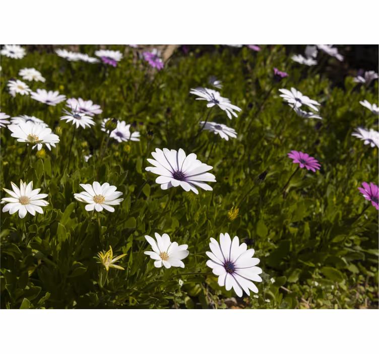 Bloemen foto behang madeliefjes en groen - TenStickers