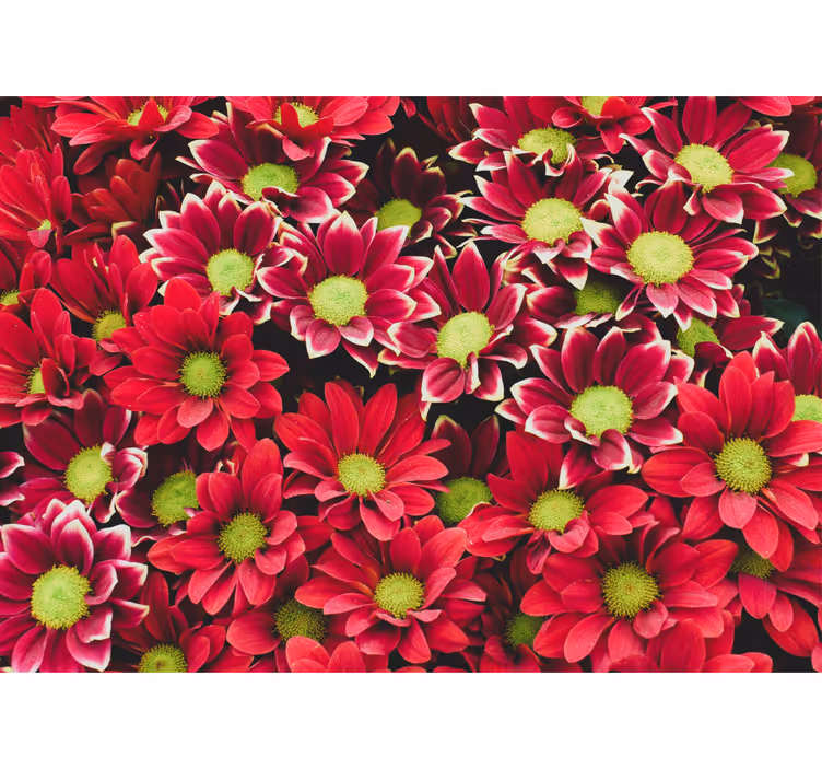 Bloemen foto behang rode bloesem compositie - TenStickers