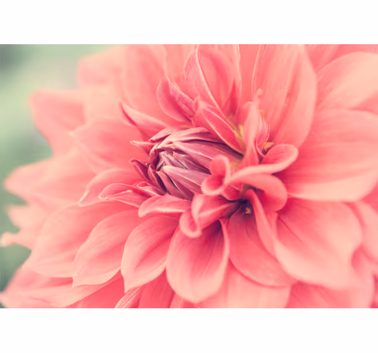 Bloemen foto behang vibrant roze bloesem - TenStickers