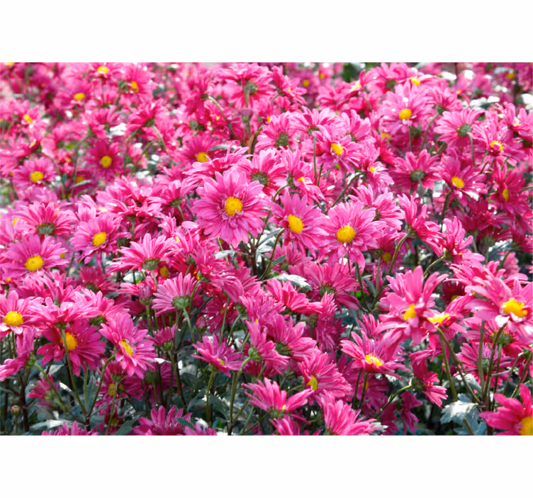 Bloemen foto behang roze bloemenexplosie - TenStickers