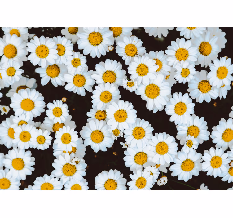 Bloemen foto behang kamille bloemenpatroon - TenStickers