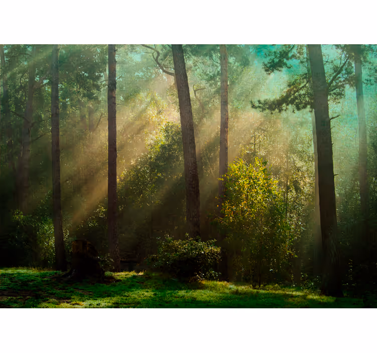 Foto behang bos betoverende bos scène - TenStickers