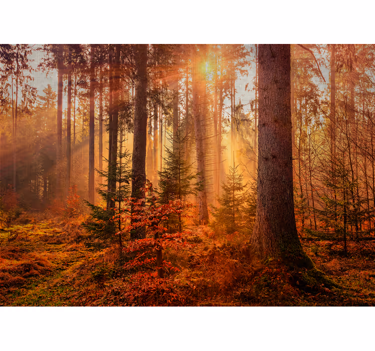 Foto behang bos stralende bosverlichting - TenStickers