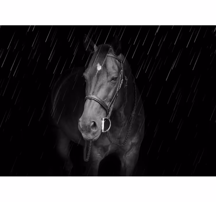 Foto behang dieren koninklijk paardenportret - TenStickers