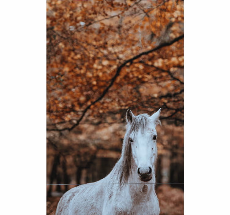 Majestueus wit paard foto behang dieren - TenStickers
