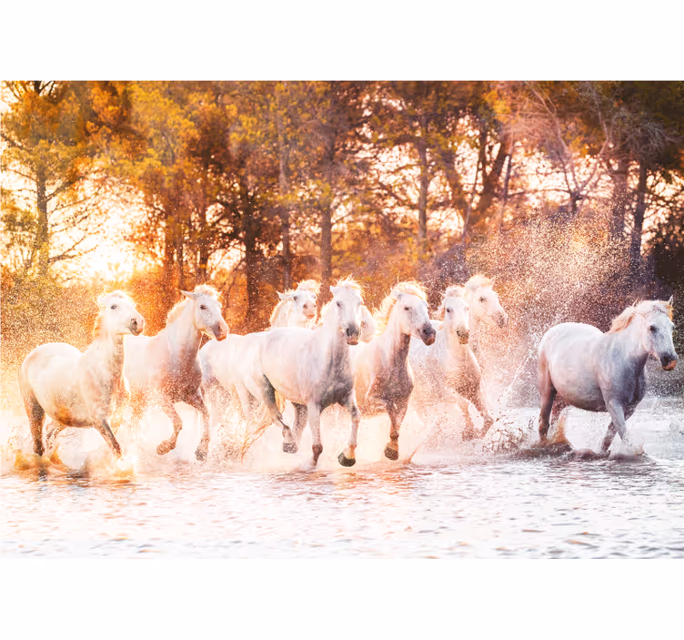 Foto behang dieren majestueuze paarden rennen - TenStickers