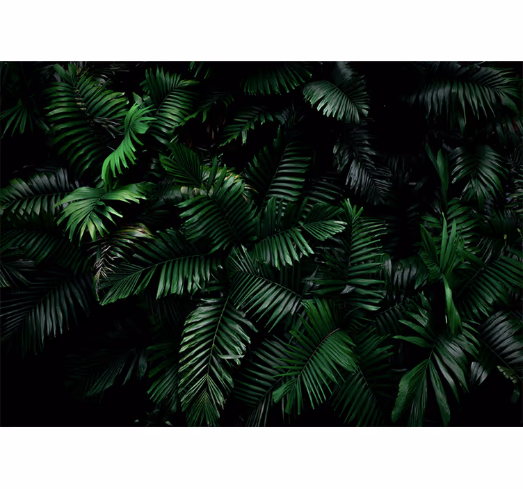 Foto behang jungle levendig groene bladeren - TenStickers