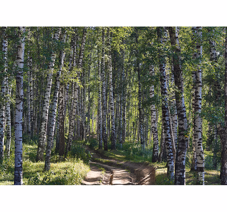 Fotobehang natuur serene berkenbos - TenStickers