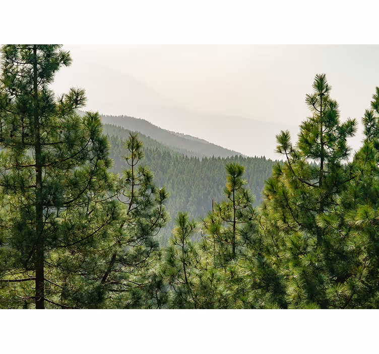 Fotobehang natuur weelderig groen landschap - TenStickers