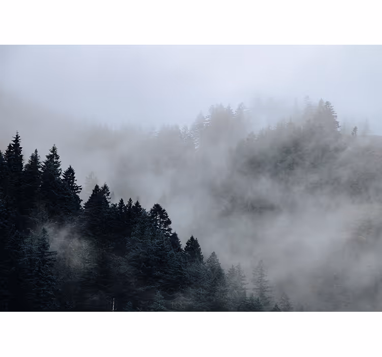 Mistig vochtig landschap foto behang bos - TenStickers