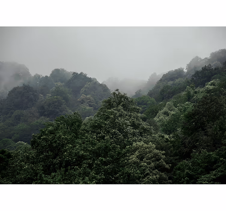Mistig landschap foto behang bos - TenStickers