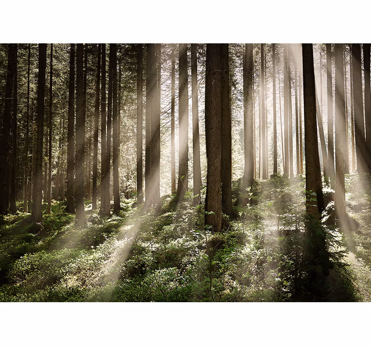 Foto behang bos luminous forest rays - TenStickers