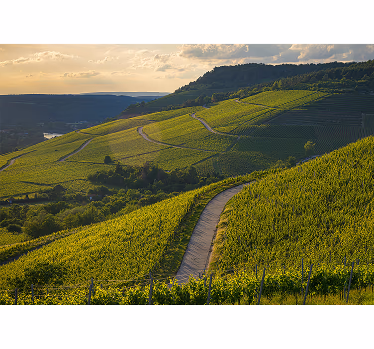 Fototapet landschap wijngaardhellingen - TenStickers