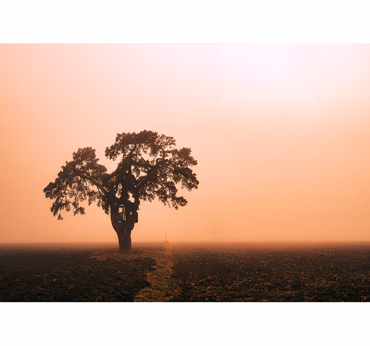 Majestueuze savanneboom foto behang Afrikaans - TenStickers
