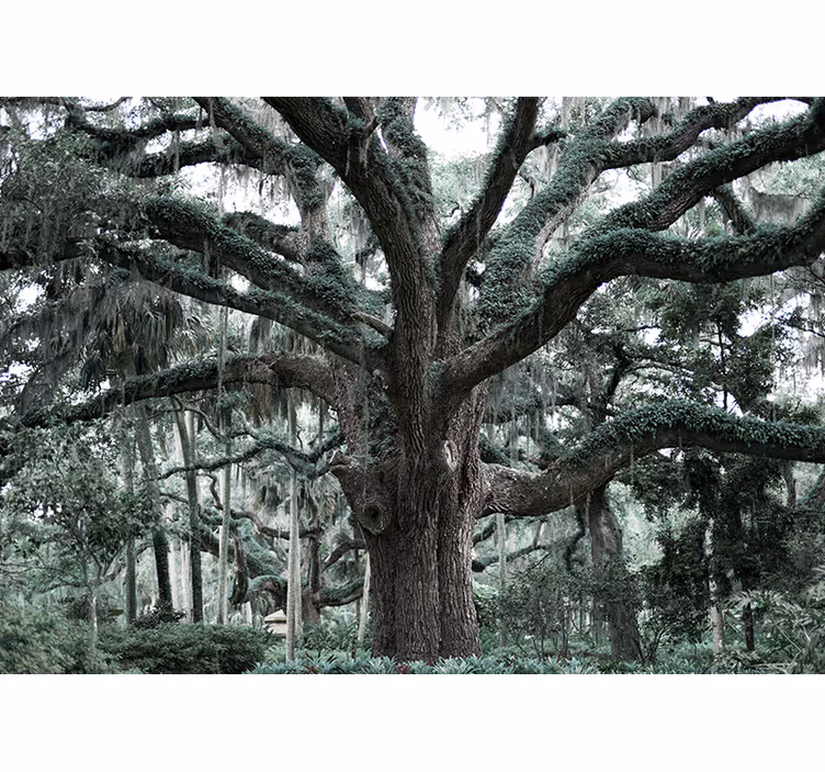 Majestueuze eiken takken foto behang bomen - TenStickers