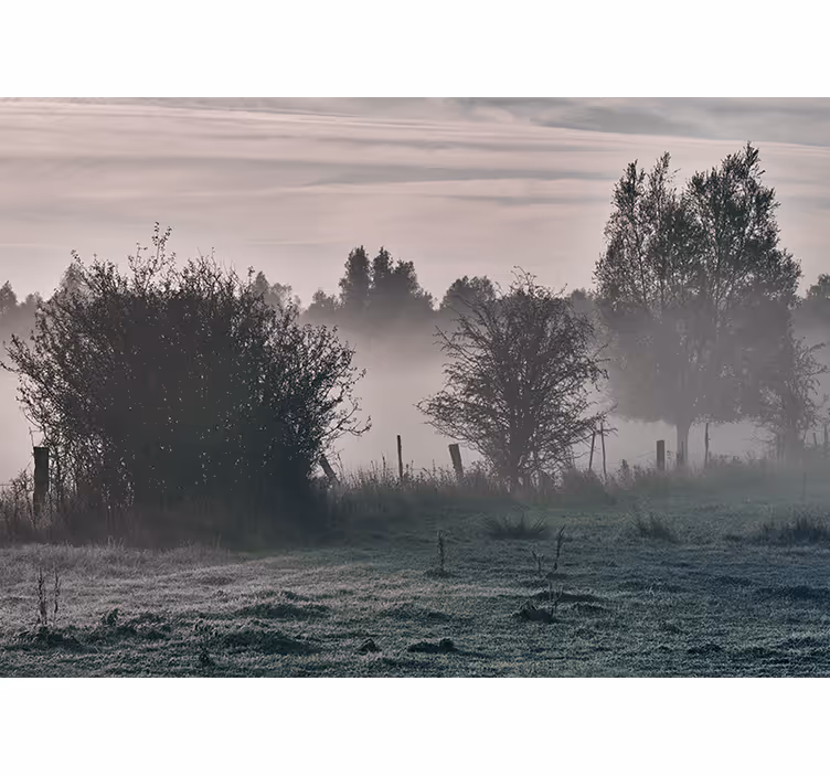 Natuur behang mistig boslandschap - TenStickers