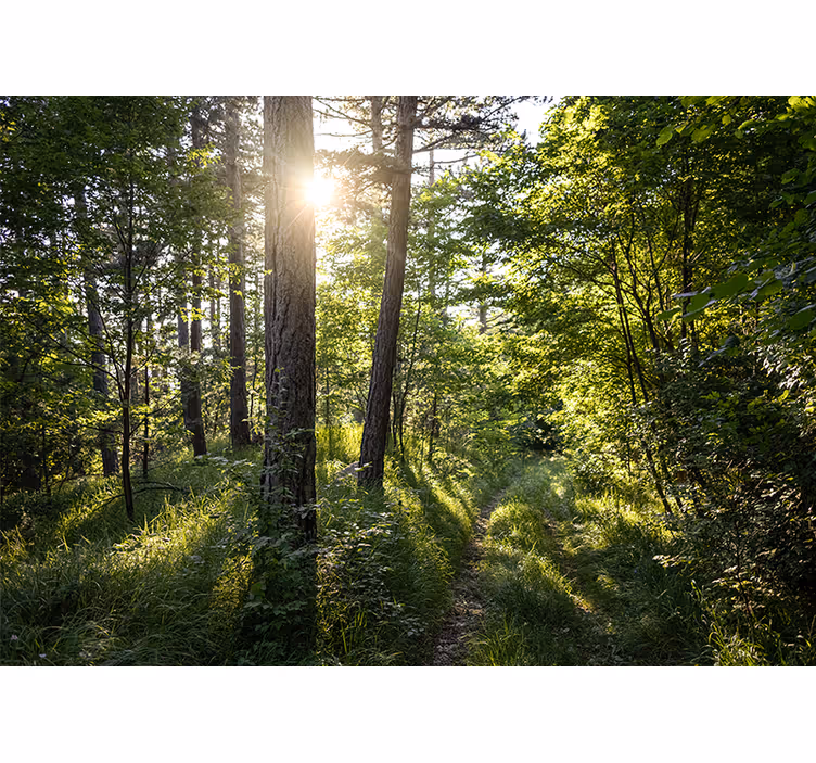 Fotobehang natuur glanzend bospad - TenStickers