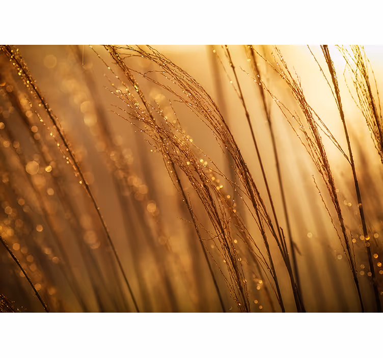 Fotobehang natuur zacht gouden gras - TenStickers