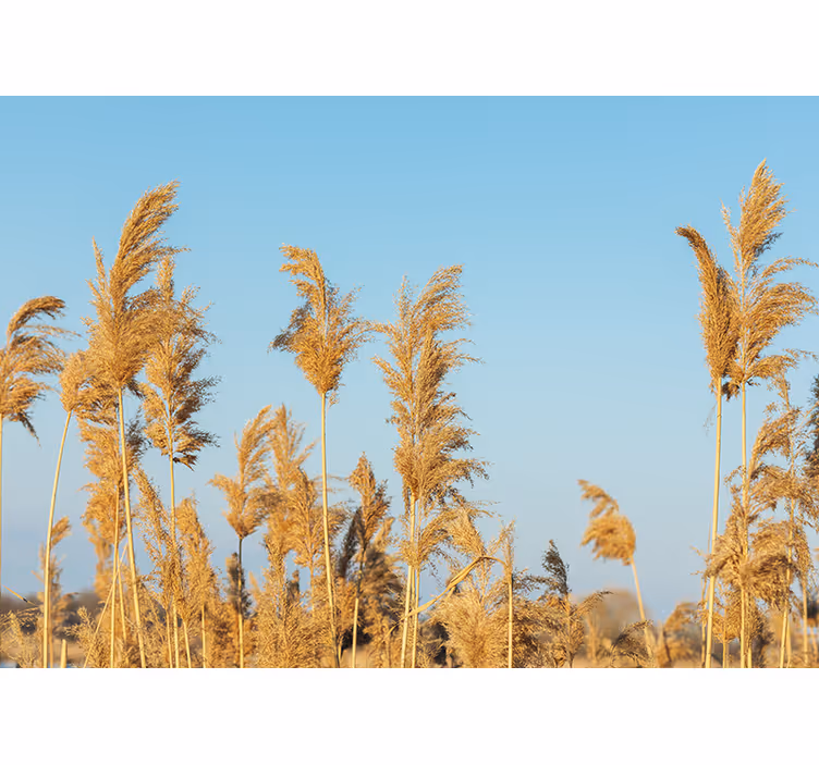 Fotobehang natuur gouden grasvlaktes - TenStickers