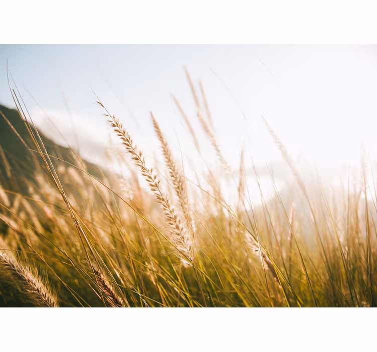 Fotobehang natuur zachte grasbries - TenStickers