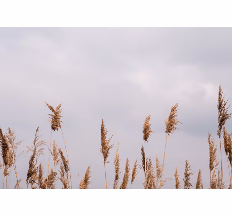 Foto behang bomen hoge gras silhouetten - TenStickers