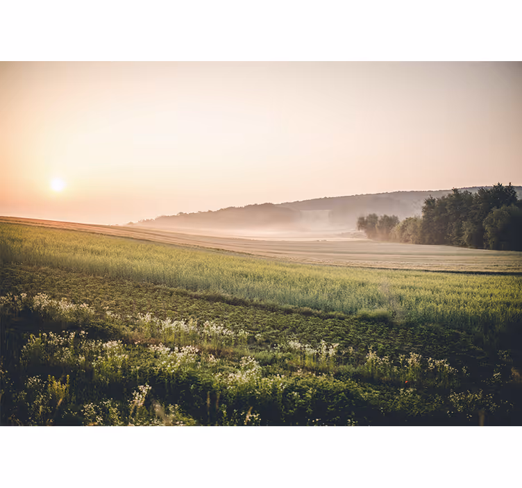 Fototapet landschap rustige groene weiden - TenStickers