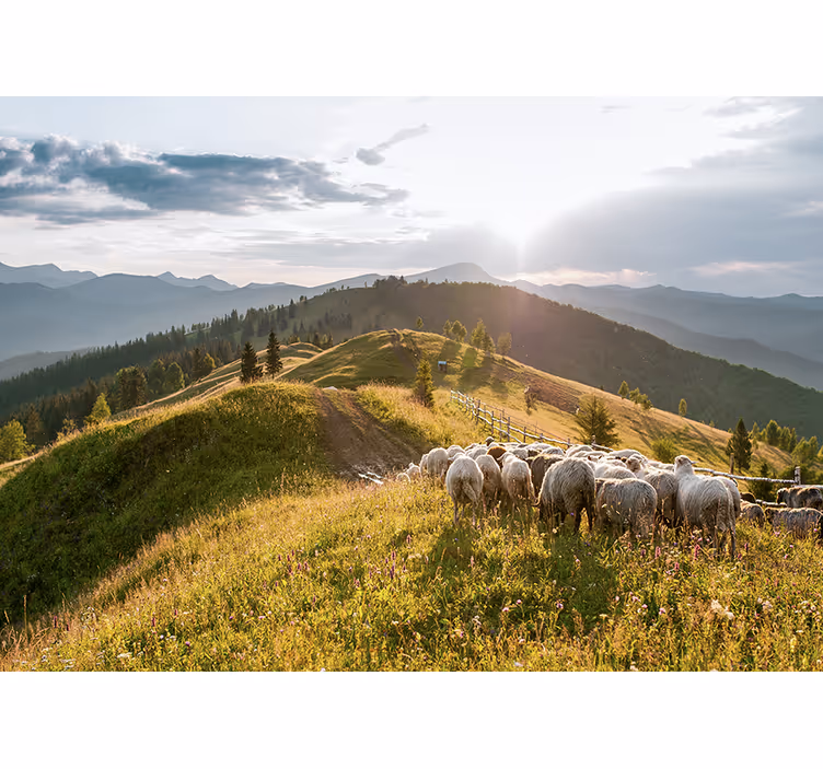 Fototapet landschap schapen op de heuvels - TenStickers