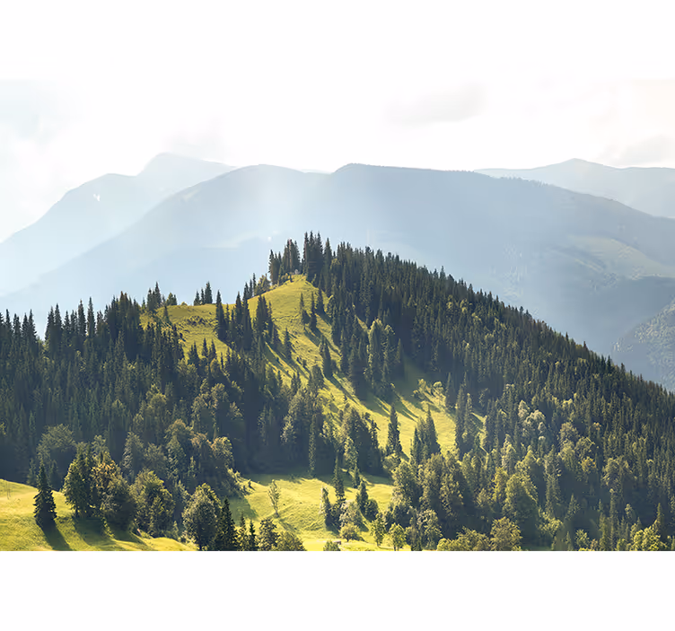 Fototapet landschap bergbos scène - TenStickers