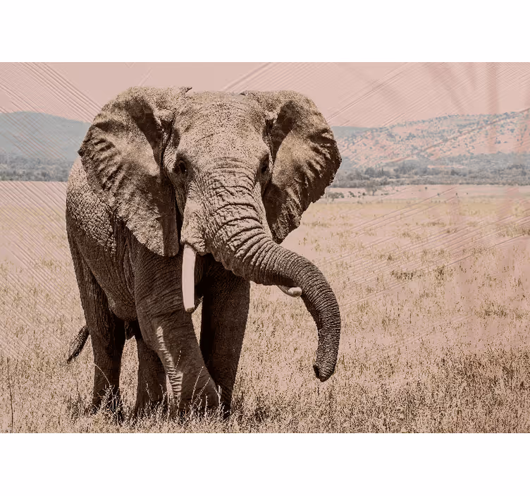 Fotobehang verschillende dieren regal olifant aura - TenStickers