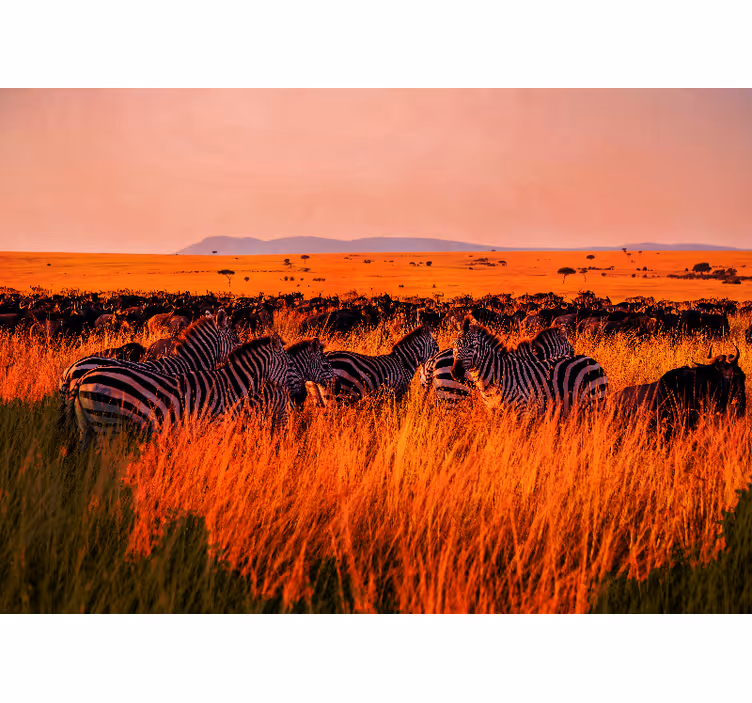 Natuur behang zebras in de serengeti - TenStickers