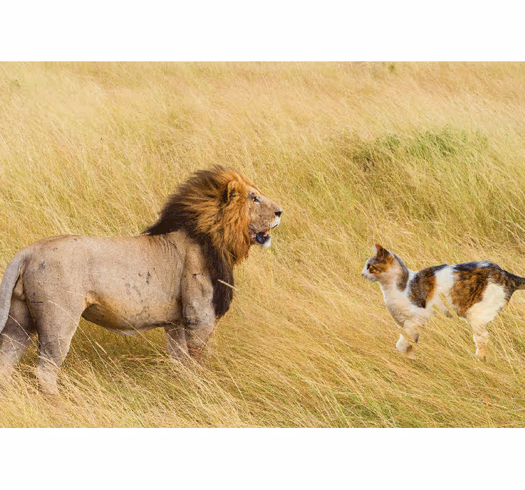 Fotobehang leeuwen ontmoeting met kat - TenStickers