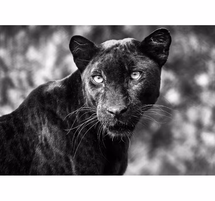 Foto behang dieren zwarte panter gezicht - TenStickers
