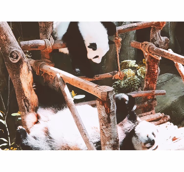 Foto behang dieren panda speeltijd scène - TenStickers