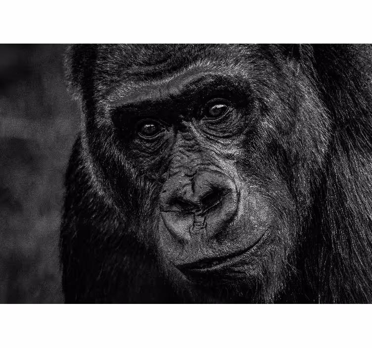 Foto behang dieren gorilla close-up - TenStickers