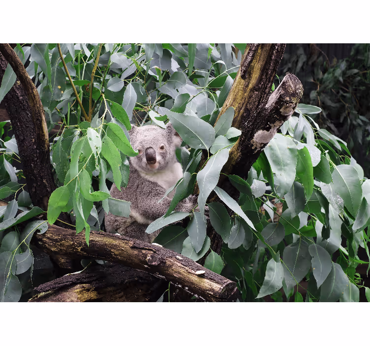 Foto behang dieren koala tussen bladeren - TenStickers