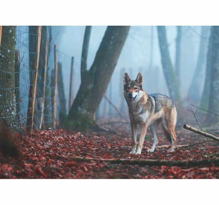 Foto behang dieren wolf in mistige bos - TenStickers