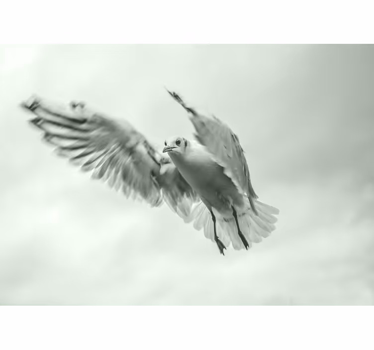Foto behang dieren vliegende witte vogel - TenStickers