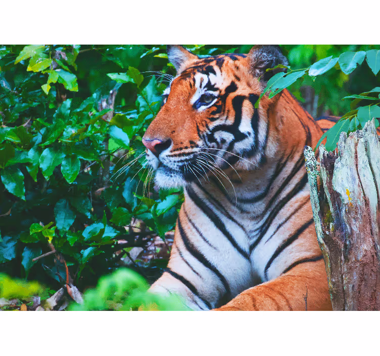 Foto behang jungle majestueuze tijger kijkt - TenStickers
