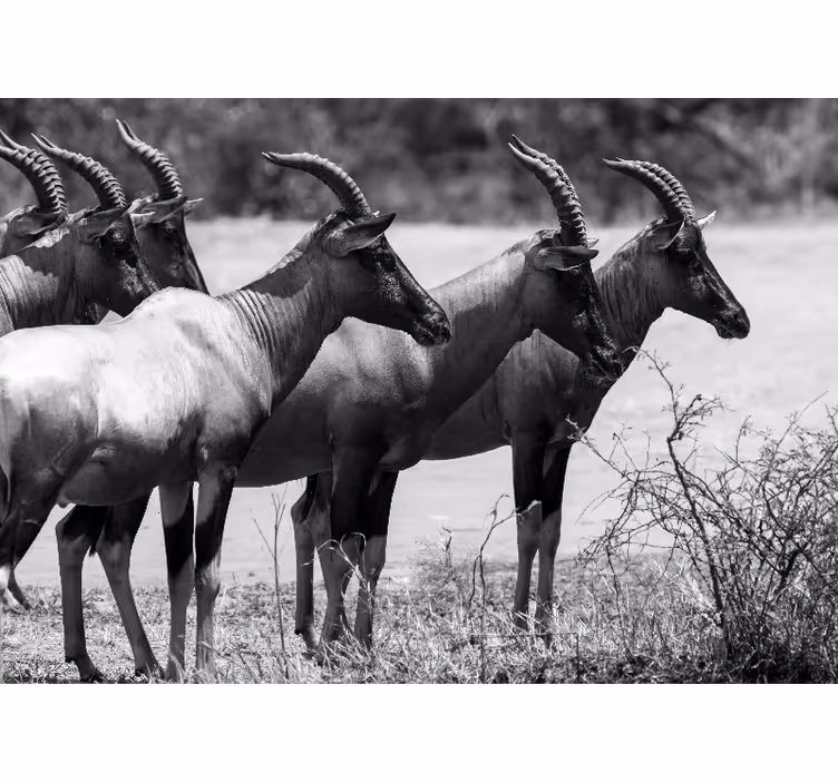Foto behang dieren afrikaanse antilope kudde - TenStickers