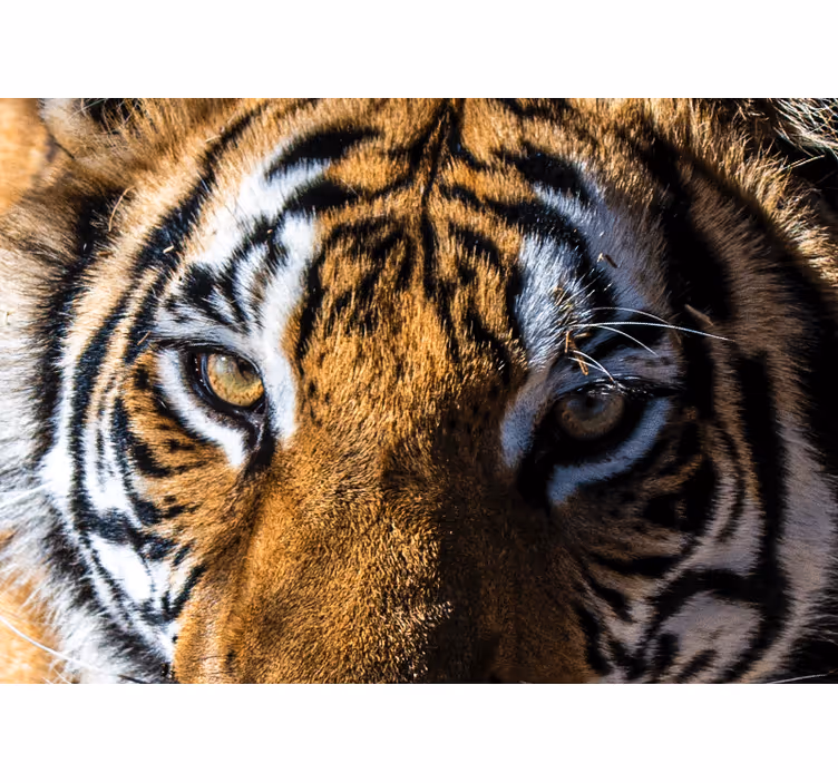 Foto behang dieren magnifieke tijger close-up - TenStickers