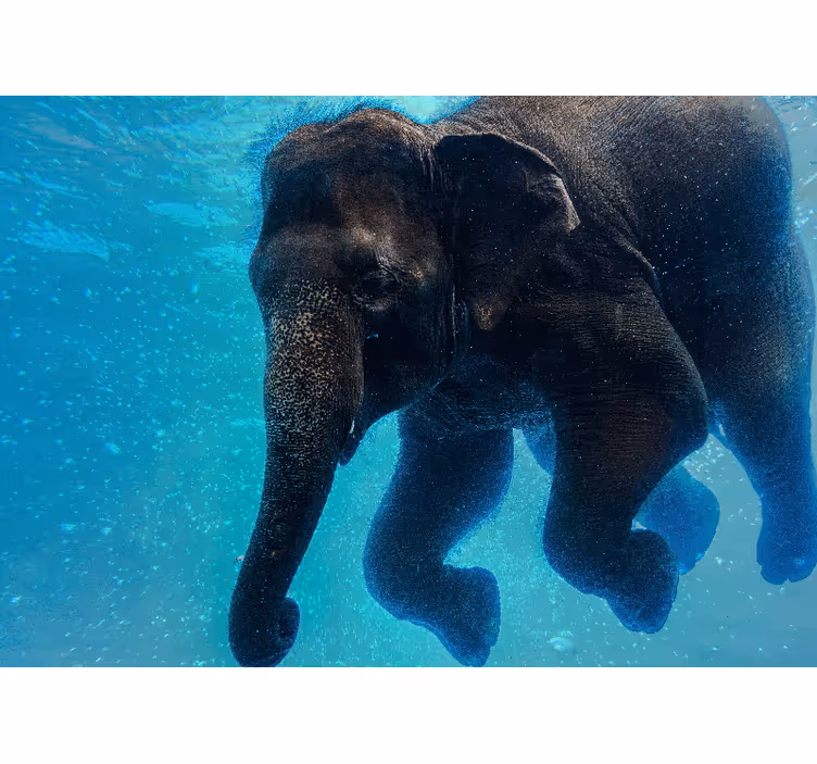 Fotobehang zee onderwater olifant - TenStickers