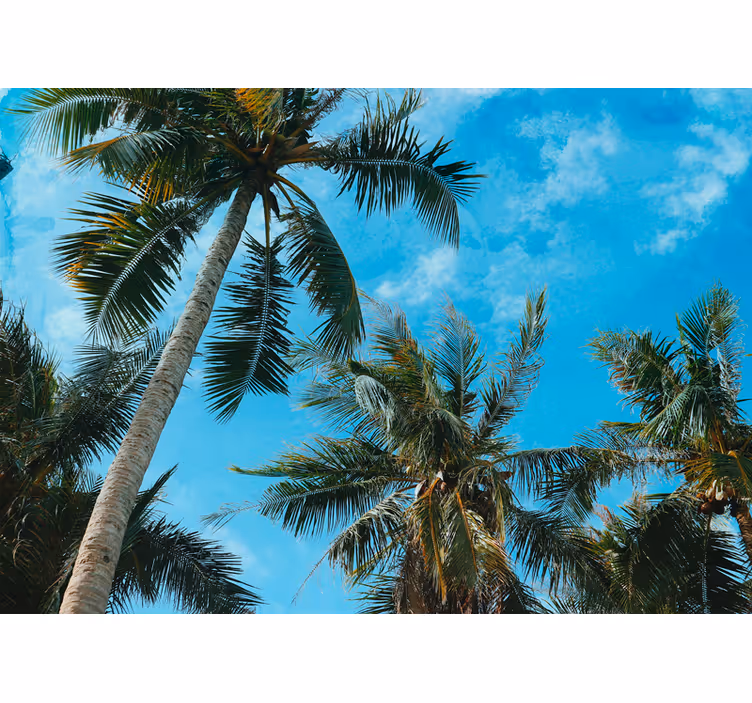Fotobehang natuur palmboom lucht - TenStickers