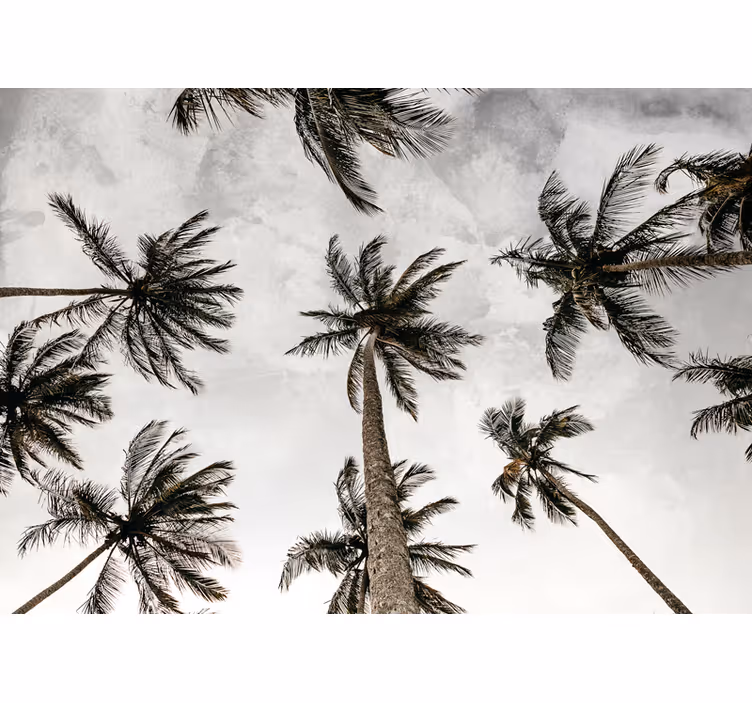 Fotobehang natuur palmboombladeren canopy - TenStickers