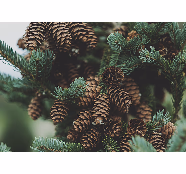 Foto behang bomen dennenappelcluster - TenStickers