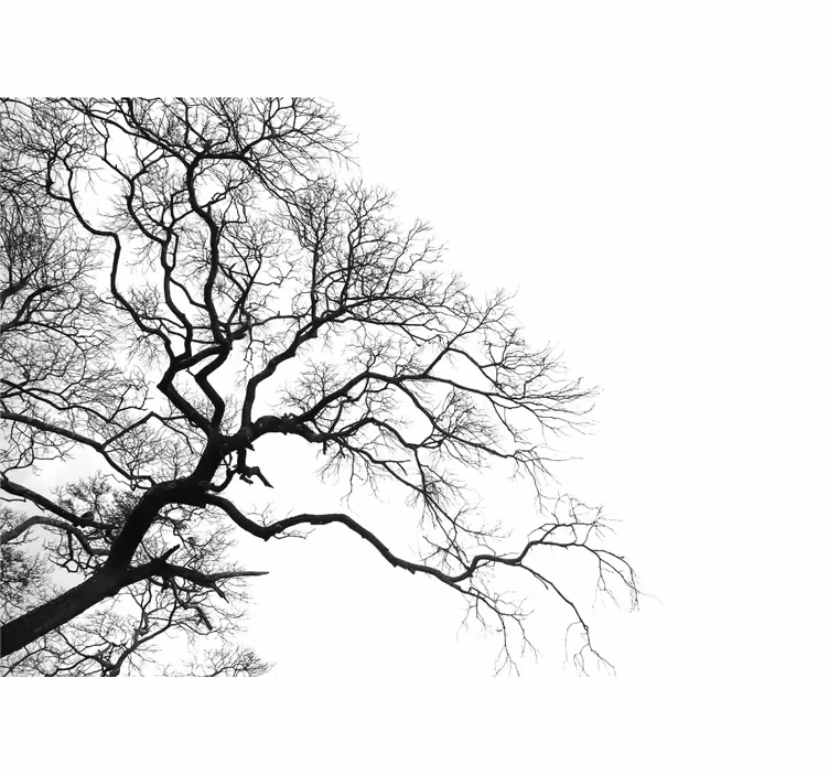 Foto behang bomen takken zonder bladeren silhouet - TenStickers