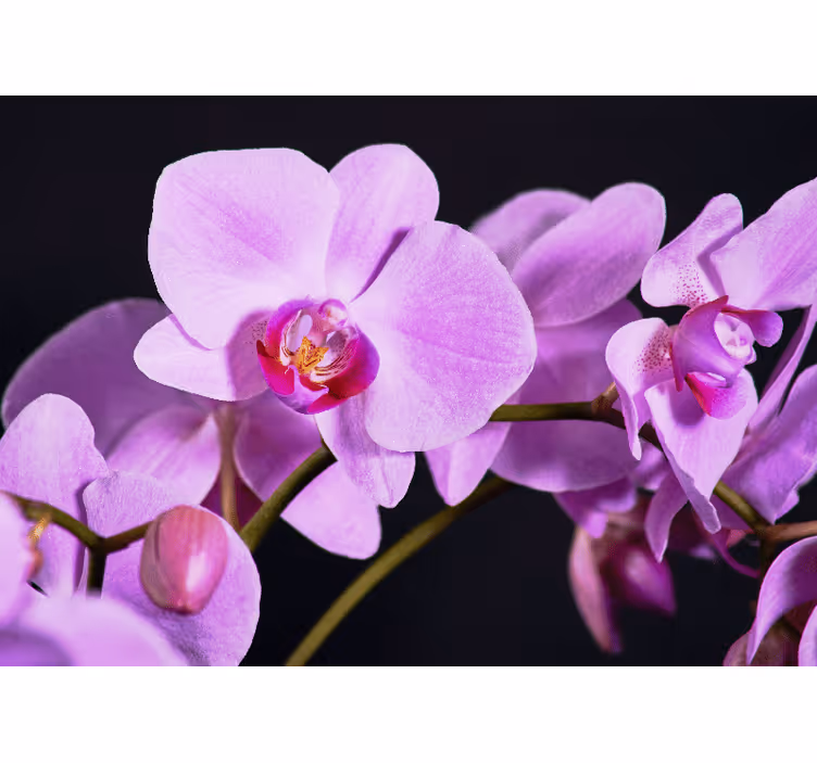 Fotobehang orchideeën elegante bloesems - TenStickers