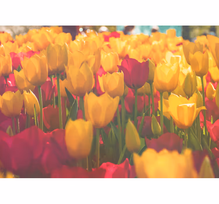Bloemen foto behang tulpenbloesemvelden - TenStickers