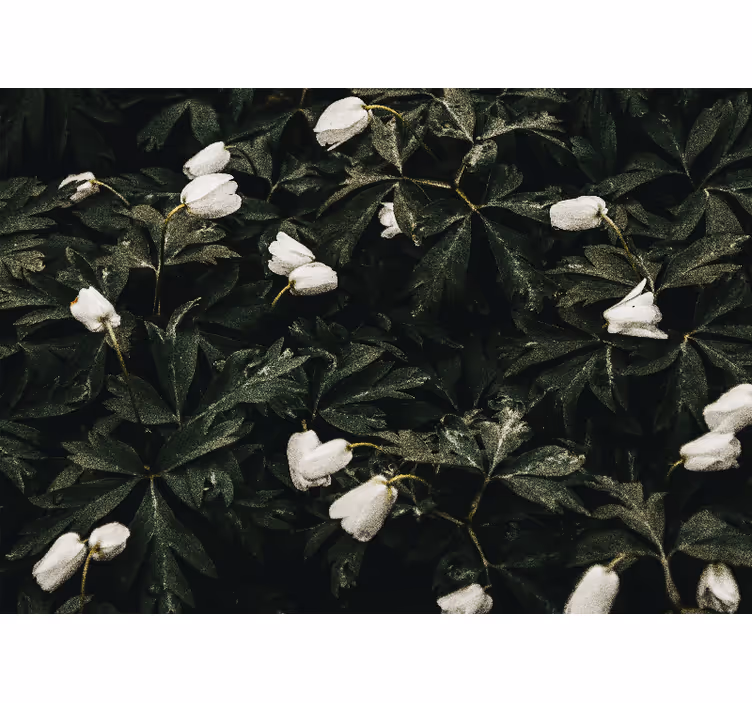 Bloemen foto behang zachte witte bloemen - TenStickers