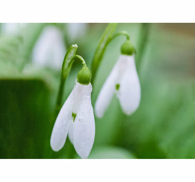 Bloemen foto behang sneeuwklokjes bloemige elegantie - TenStickers